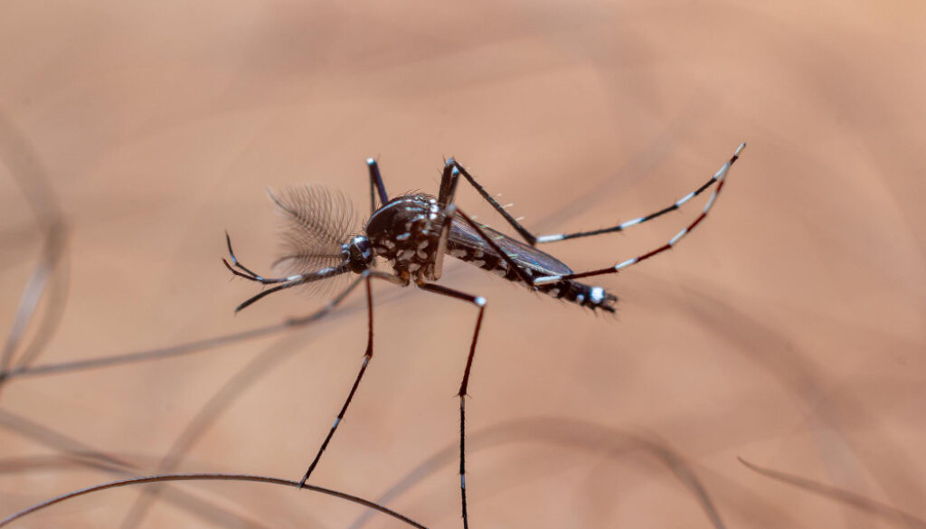 Asian tiger mosquito, a close up of a mosquito