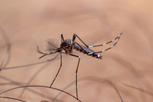 Asian tiger mosquito, a close up of a mosquito