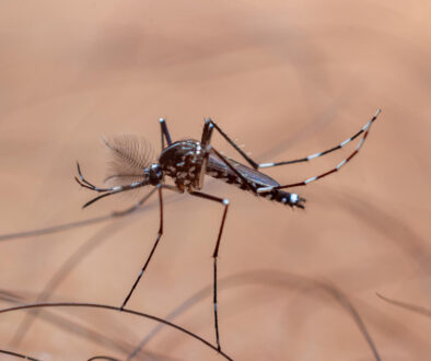 Asian tiger mosquito, a close up of a mosquito